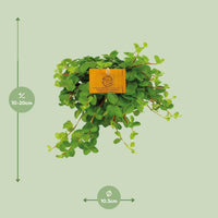 Peperomia Rotundifolia - ↕15cm - Ø12 - Sierplantenshop