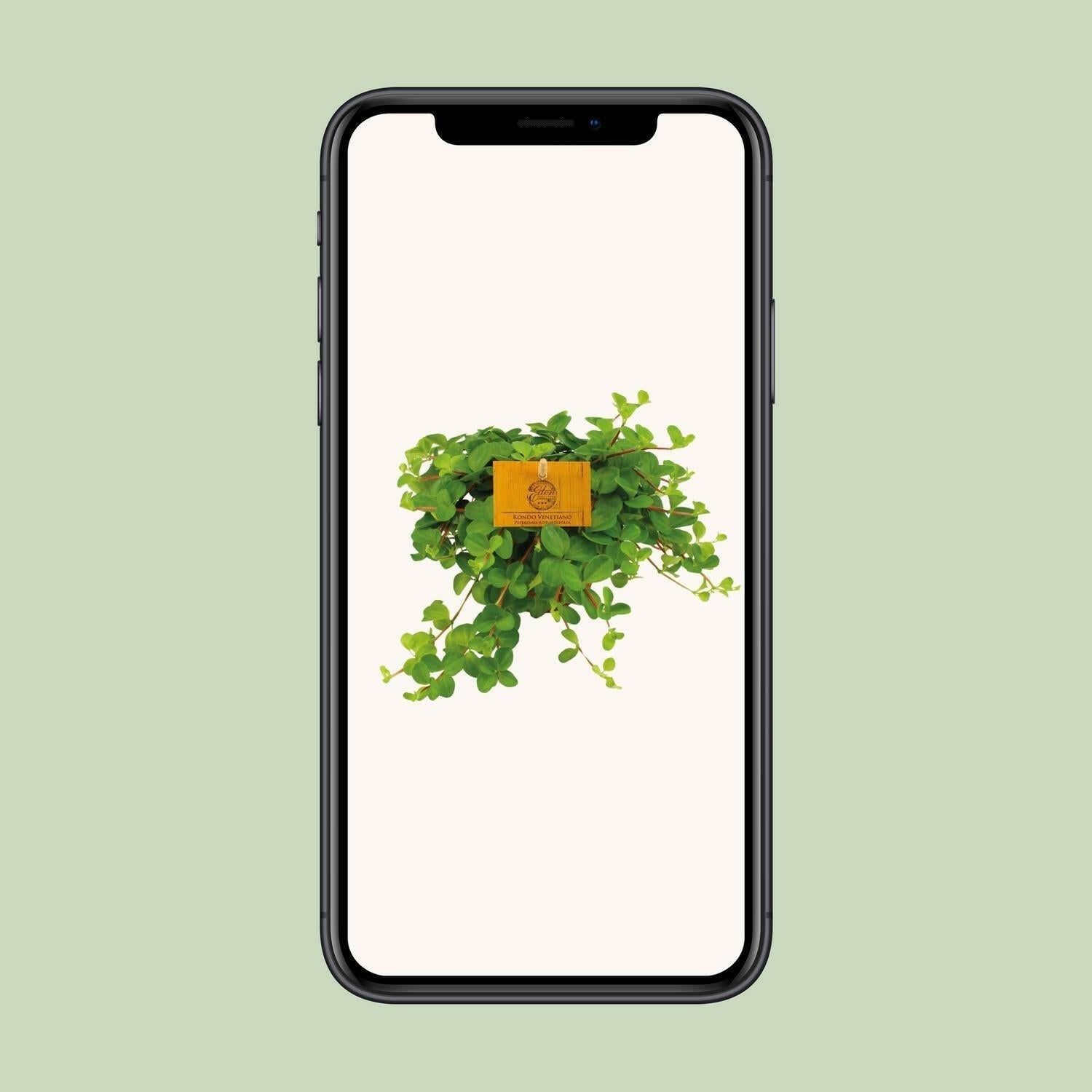 Peperomia Rotundifolia - ↕15cm - Ø12 - Sierplantenshop