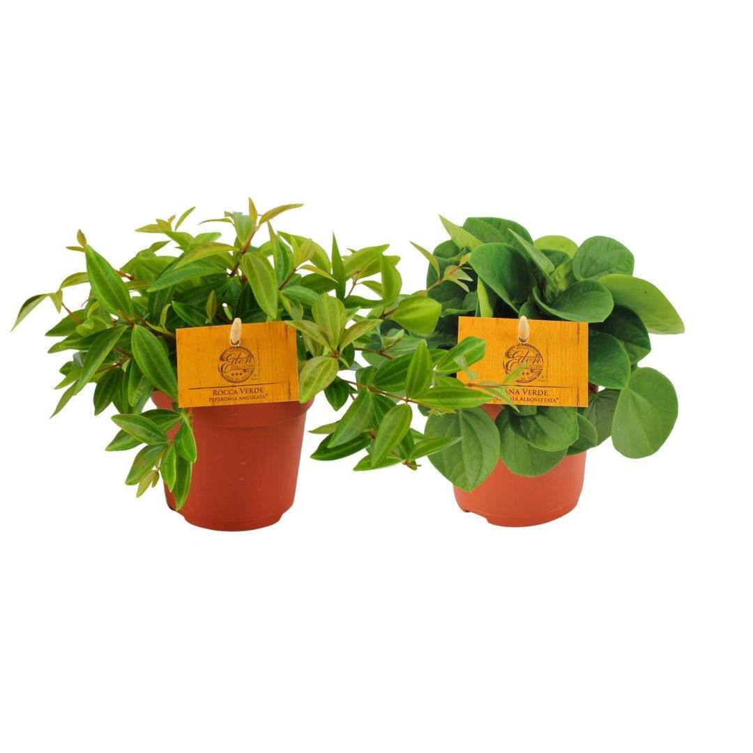 Peperomia Set: Ang. Rocca Vivace - ↕15cm - Ø12 - Sierplantenshop