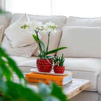 Phalaenopsi Plantenset Klein en Groene Rhipsalis in Stijlvolle Sierpotten met Dienblad - ↕35cm - Ø9 - Sierplantenshop