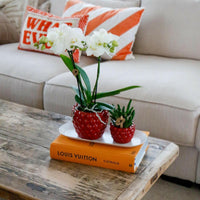 Phalaenopsi Plantenset Klein en Groene Rhipsalis in Stijlvolle Sierpotten met Dienblad - ↕35cm - Ø9 - Sierplantenshop