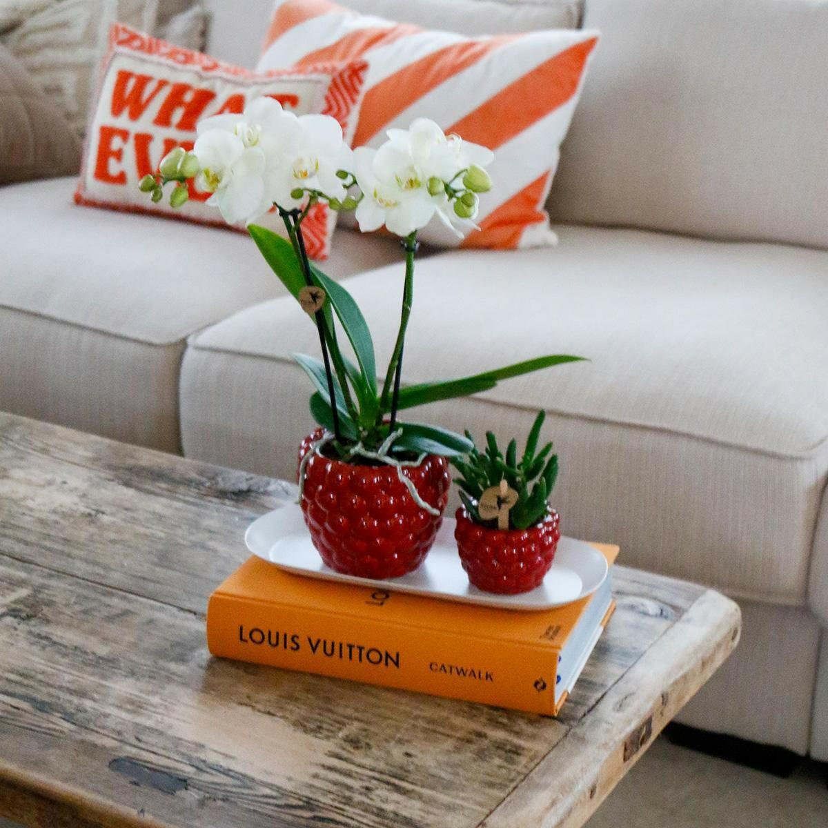 Phalaenopsi Plantenset Klein en Groene Rhipsalis in Stijlvolle Sierpotten met Dienblad - ↕35cm - Ø9 - Sierplantenshop