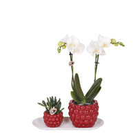 Phalaenopsi Plantenset Klein en Groene Rhipsalis in Stijlvolle Sierpotten met Dienblad - ↕35cm - Ø9 - Sierplantenshop