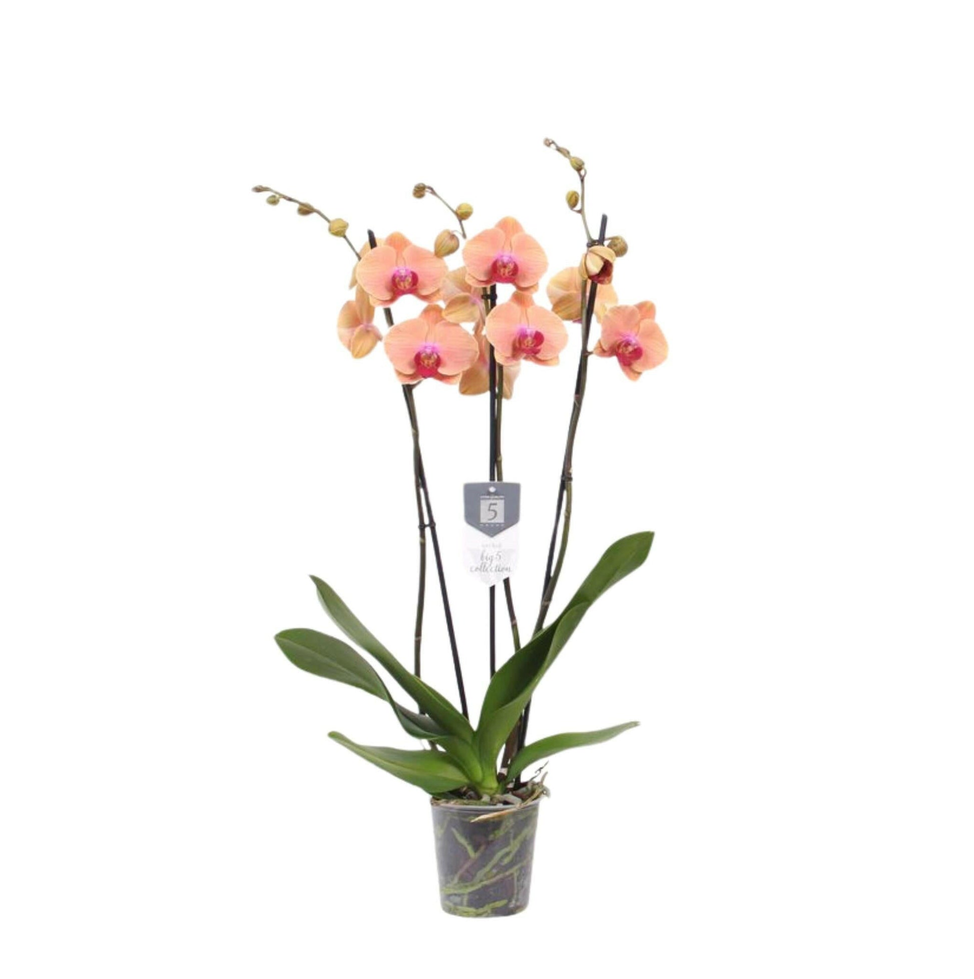Phalaenopsis Carribean Dream Orchidee - 3 Stengels - 60 cm - Ø12 cm - Exotische Blauw - Ø7 - Sierplantenshop