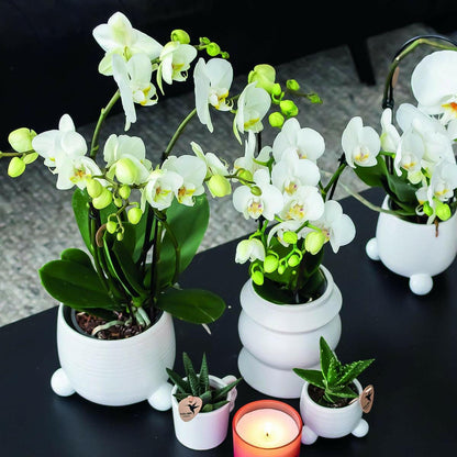 Phalaenopsis Combinatie van 2 Witte Orchideeën - Amabilis - ↕35cm - Ø9 - Sierplantenshop