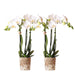 Phalaenopsis Combinatie van 2 Witte Orchideeën - Amabilis - ↕35cm - Ø9 - Sierplantenshop