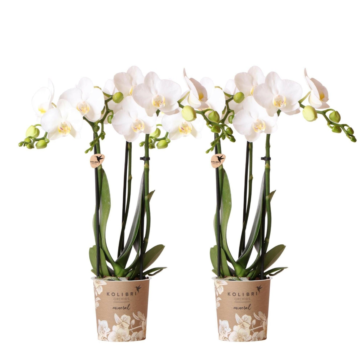 Phalaenopsis Combinatie van 2 Witte Orchideeën - Amabilis - ↕35cm - Ø9 - Sierplantenshop