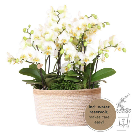 Phalaenopsis Elegant Witte Orchideeën Set in Cotton Basket met Waterreservoir - Lausanne - ↕35cm - Ø9 - Sierplantenshop