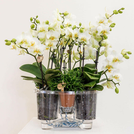 Phalaenopsis Elegant Witte Orchideeën Set in Cotton Basket met Waterreservoir - Lausanne - ↕35cm - Ø9 - Sierplantenshop