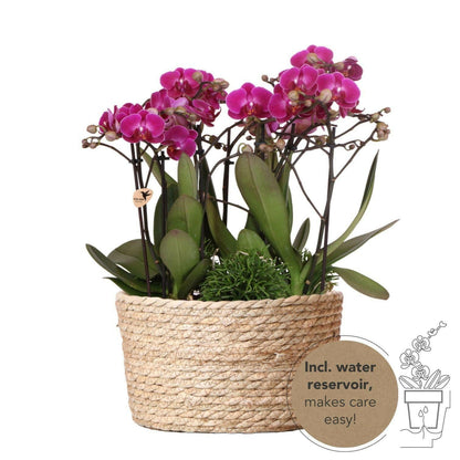 Phalaenopsis Elegante paarse orchideeënset in rieten mand Morelia - 3x phalaenopsis en 3x Rhipsalis ↕35cm - Ø9 - Sierplantenshop
