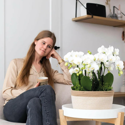 Phalaenopsis Elegante Witte Orchidee Amabilis in Cotton Basket met Waterreservoir - ↕35cm - Ø9 - Sierplantenshop