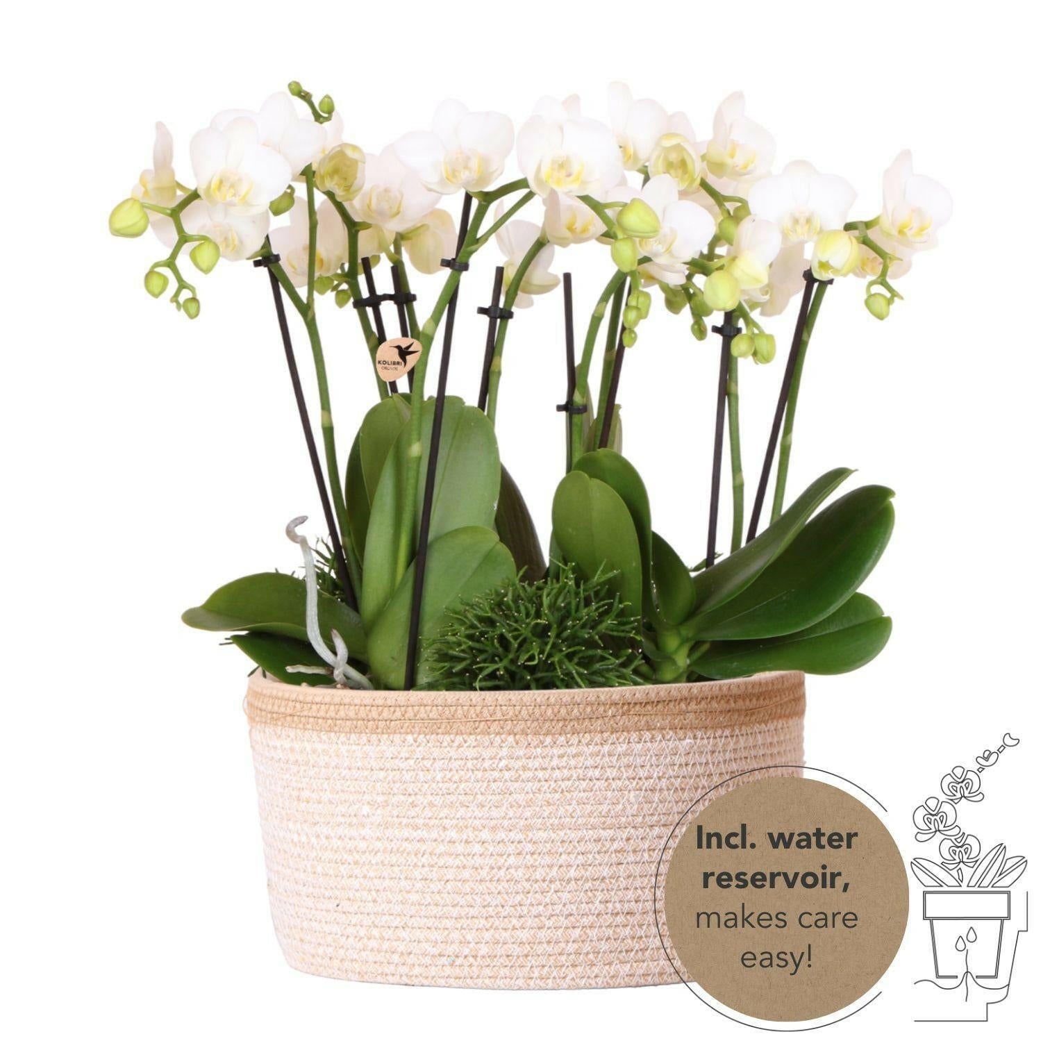 Phalaenopsis Elegante Witte Orchidee Amabilis in Cotton Basket met Waterreservoir - ↕35cm - Ø9 - Sierplantenshop