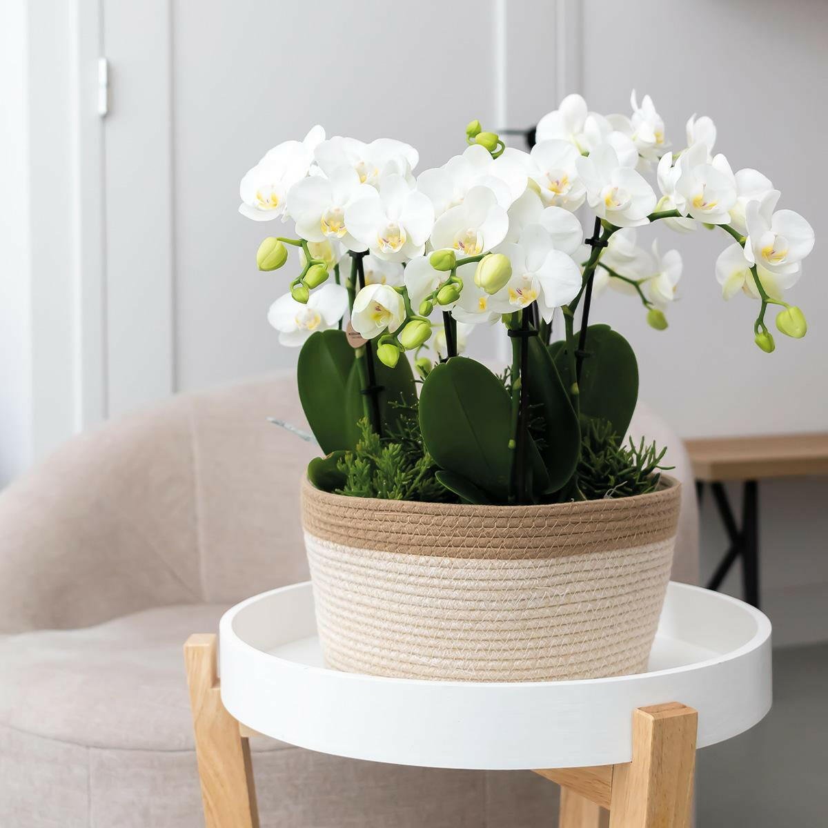 Phalaenopsis Elegante Witte Orchidee Amabilis in Cotton Basket met Waterreservoir - ↕35cm - Ø9 - Sierplantenshop