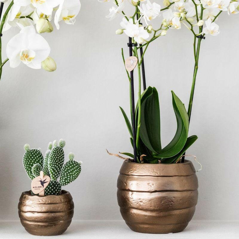 Phalaenopsis Elegante Witte Orchidee met Succulenten in Keramieken Potten - ↕35cm - Ø9 - Sierplantenshop