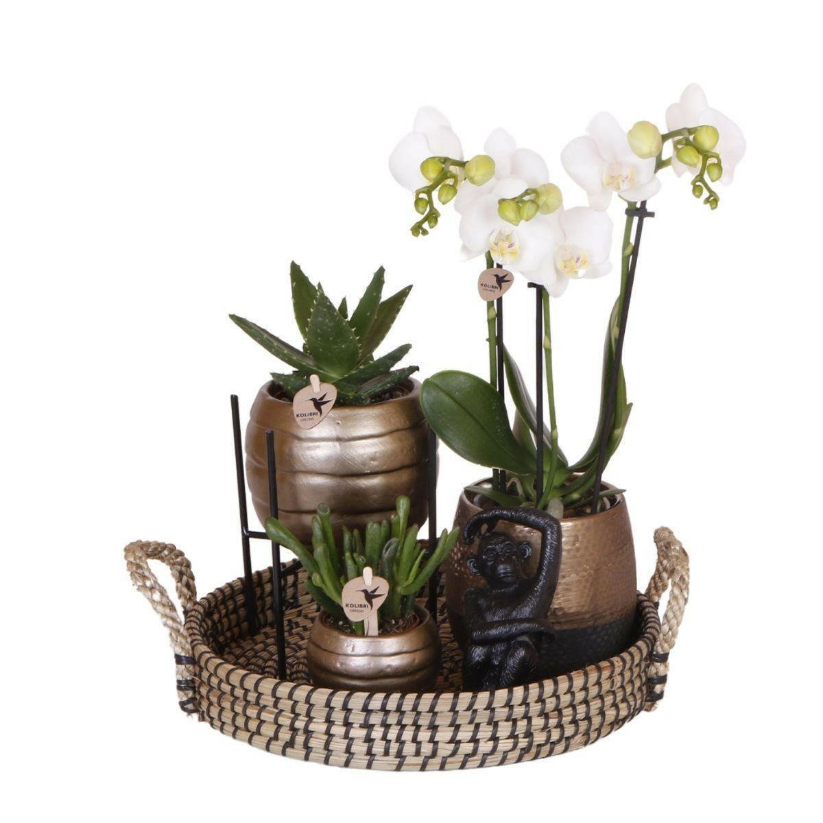 Phalaenopsis Elegante Witte Orchidee met Succulenten in Keramieken Potten - ↕35cm - Ø9 - Sierplantenshop