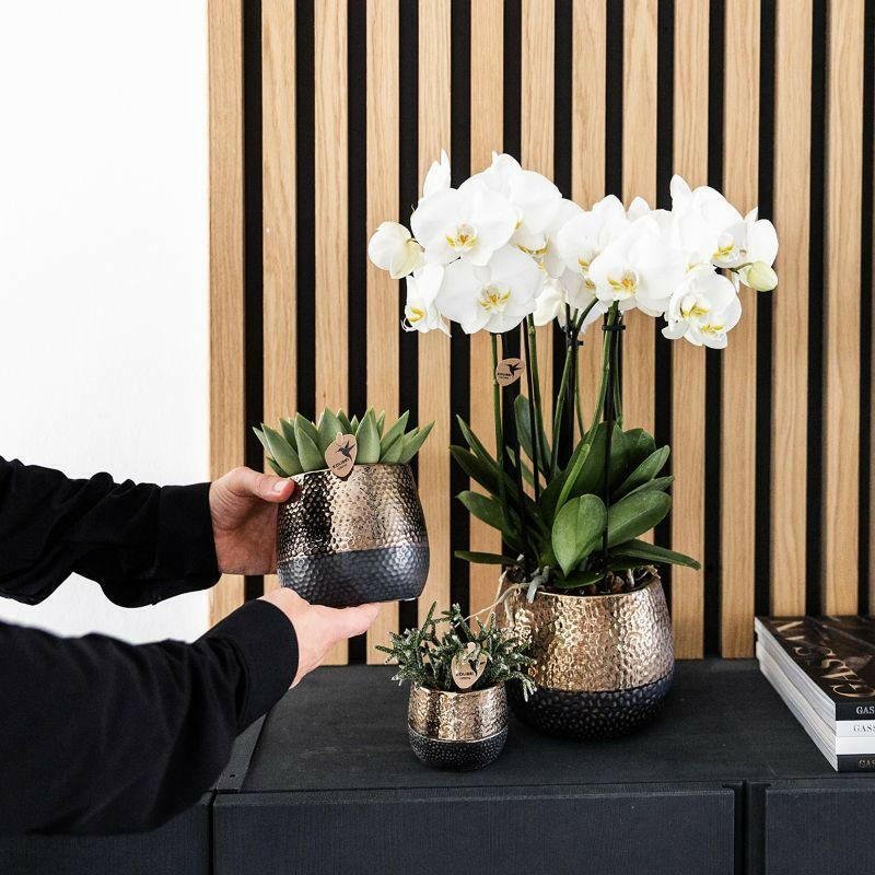 Phalaenopsis Elegante Witte Orchidee met Succulenten in Keramieken Potten - ↕35cm - Ø9 - Sierplantenshop