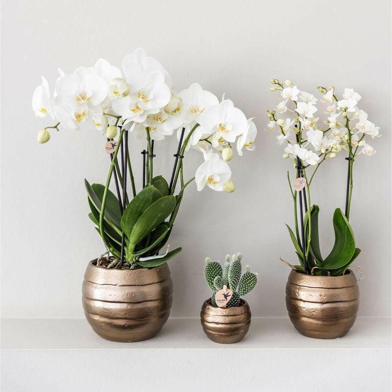 Phalaenopsis Elegante Witte Orchidee met Succulenten in Keramieken Potten - ↕35cm - Ø9 - Sierplantenshop
