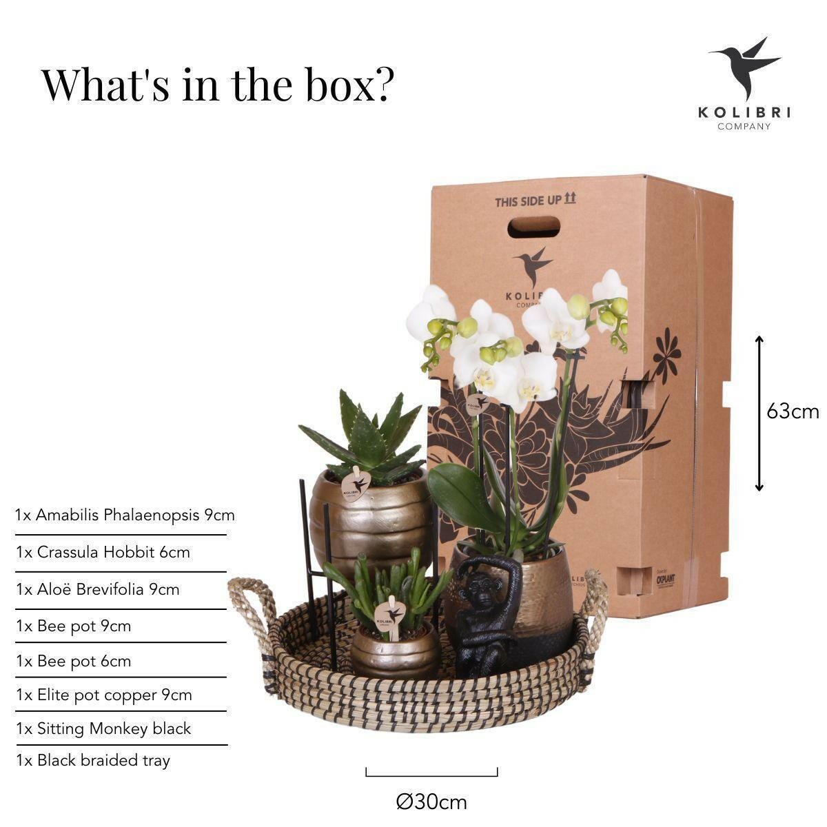 Phalaenopsis Elegante Witte Orchidee met Succulenten in Keramieken Potten - ↕35cm - Ø9 - Sierplantenshop