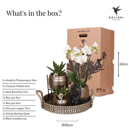 Phalaenopsis Elegante Witte Orchidee met Succulenten in Keramieken Potten - ↕35cm - Ø9 - Sierplantenshop