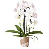 Phalaenopsis Elegante Witte Orchidee - Niagara Fall - ↕35cm - Ø9 - Sierplantenshop