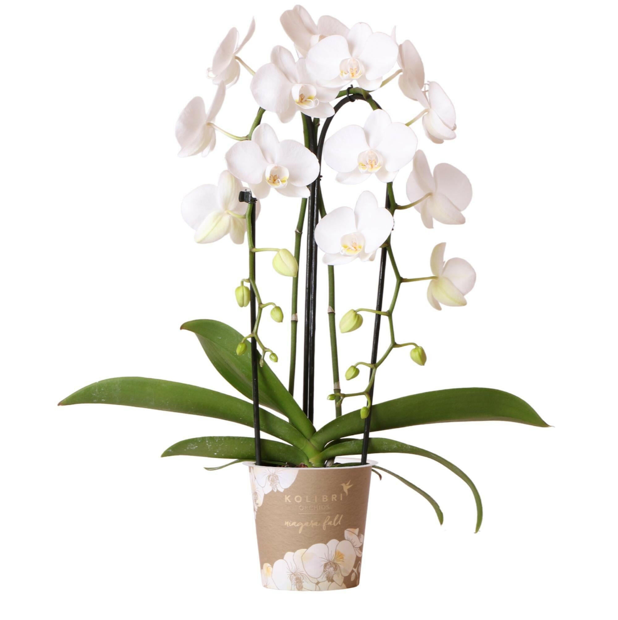 Phalaenopsis Elegante Witte Orchidee - Niagara Fall - ↕35cm - Ø9 - Sierplantenshop