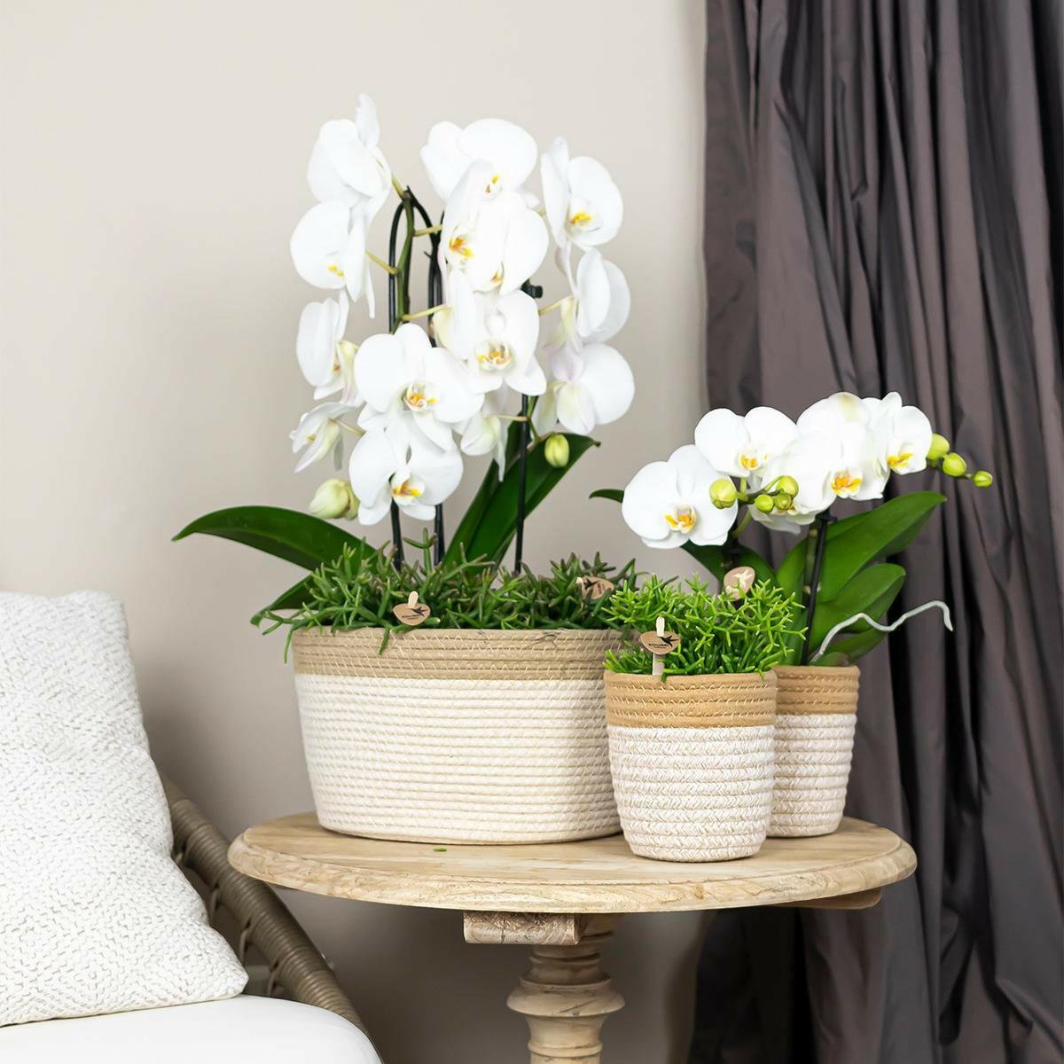 Phalaenopsis Elegante Witte Orchidee - Niagara Fall - ↕35cm - Ø9 - Sierplantenshop