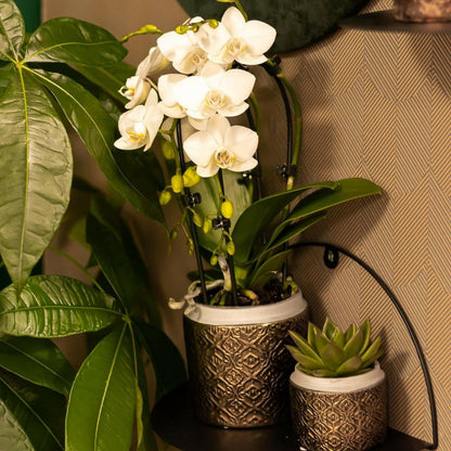 Phalaenopsis Elegante Witte Orchidee - Niagara Fall - ↕35cm - Ø9 - Sierplantenshop