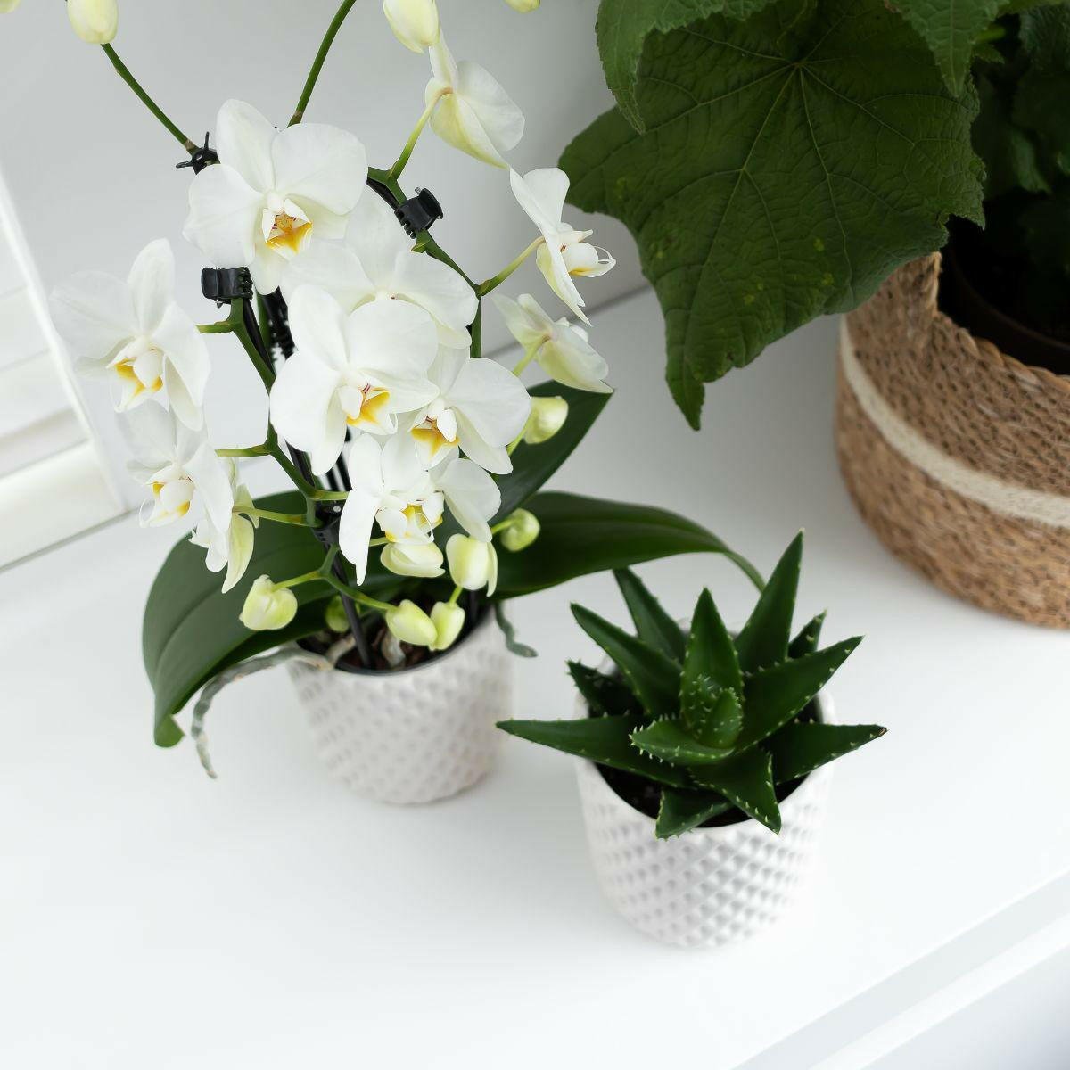 Phalaenopsis Elegante Witte Orchidee - Niagara Fall - ↕35cm - Ø9 - Sierplantenshop