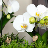 Phalaenopsis Elegante Witte Orchidee - Niagara Fall - ↕35cm - Ø9 - Sierplantenshop