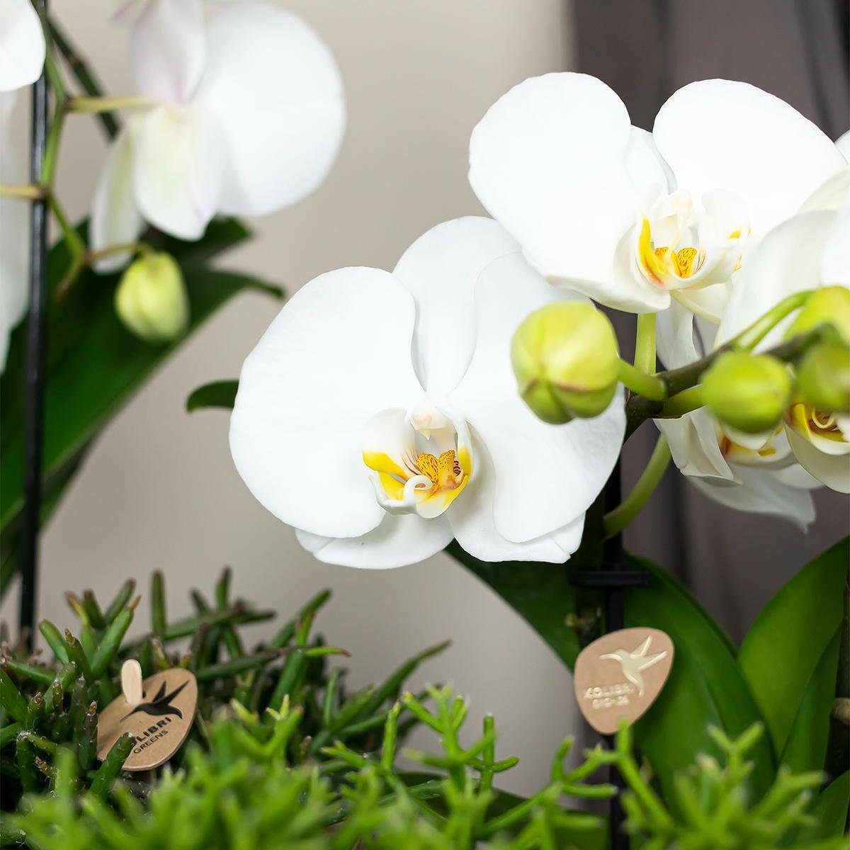 Phalaenopsis Elegante Witte Orchidee - Niagara Fall - ↕35cm - Ø9 - Sierplantenshop