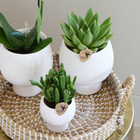 Phalaenopsis Elegante Witte Orchidee Set met Keramieken Potten - ↕35cm - Ø9 - Sierplantenshop