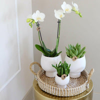 Phalaenopsis Elegante Witte Orchidee Set met Keramieken Potten - ↕35cm - Ø9 - Sierplantenshop