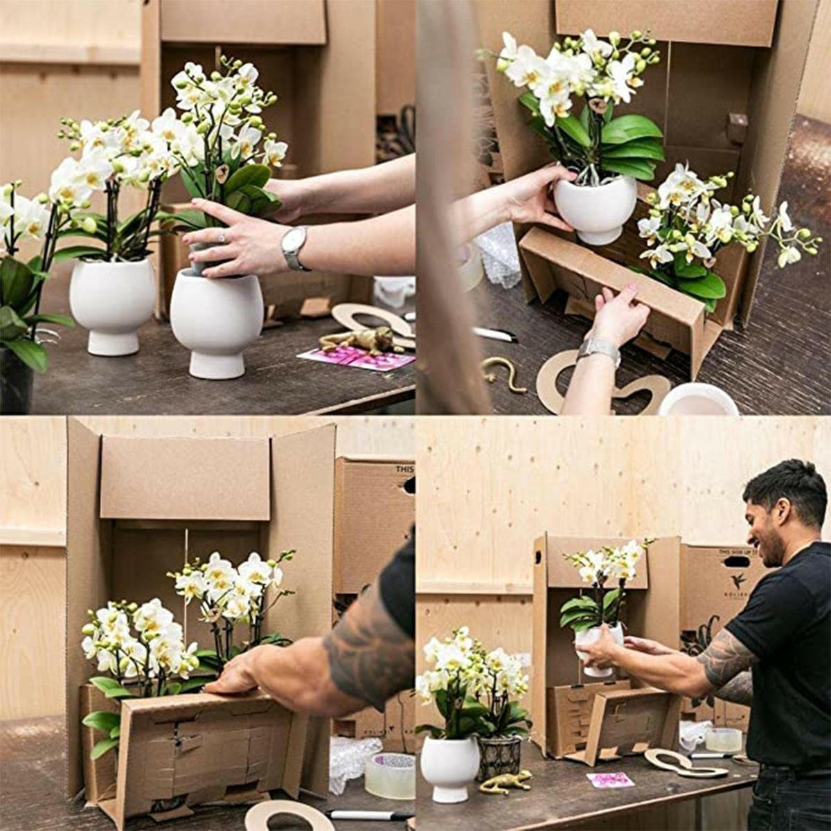 Phalaenopsis Elegante Witte Orchidee Set met Keramieken Potten - ↕35cm - Ø9 - Sierplantenshop