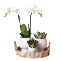 Phalaenopsis Elegante Witte Orchidee Set met Keramieken Potten - ↕35cm - Ø9 - Sierplantenshop