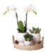 Phalaenopsis Elegante Witte Orchidee Set met Keramieken Potten - ↕35cm - Ø9 - Sierplantenshop