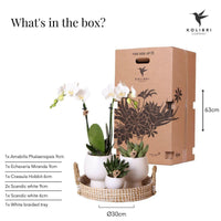 Phalaenopsis Elegante Witte Orchidee Set met Keramieken Potten - ↕35cm - Ø9 - Sierplantenshop