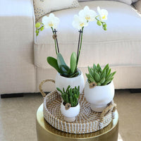 Phalaenopsis Elegante Witte Orchidee Set met Keramieken Potten - ↕35cm - Ø9 - Sierplantenshop