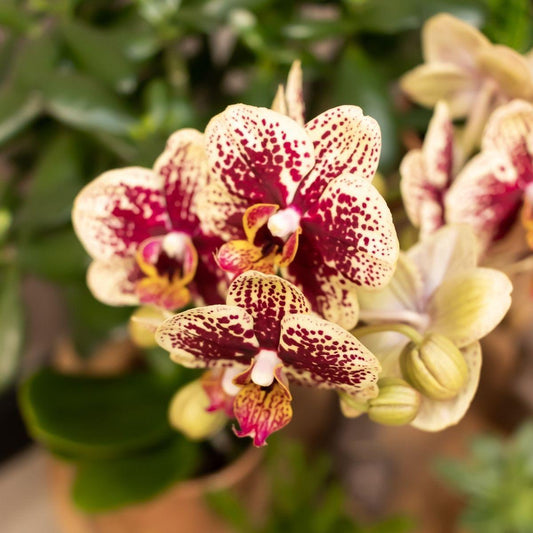 Phalaenopsis Geel rode orchidee - Spain + Glazed sierpot cognac - ↕35cm - Ø9 - Sierplantenshop