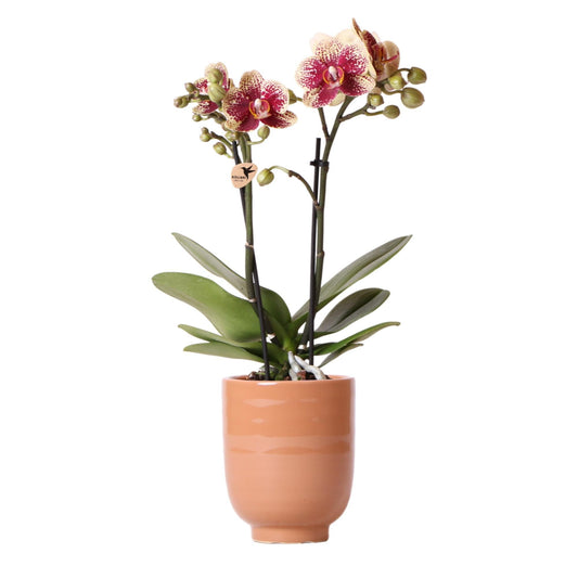 Phalaenopsis Geel rode orchidee - Spain + Glazed sierpot cognac - ↕35cm - Ø9 - Sierplantenshop