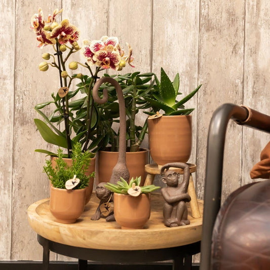 Phalaenopsis Geel rode orchidee - Spain + Glazed sierpot cognac - ↕35cm - Ø9 - Sierplantenshop