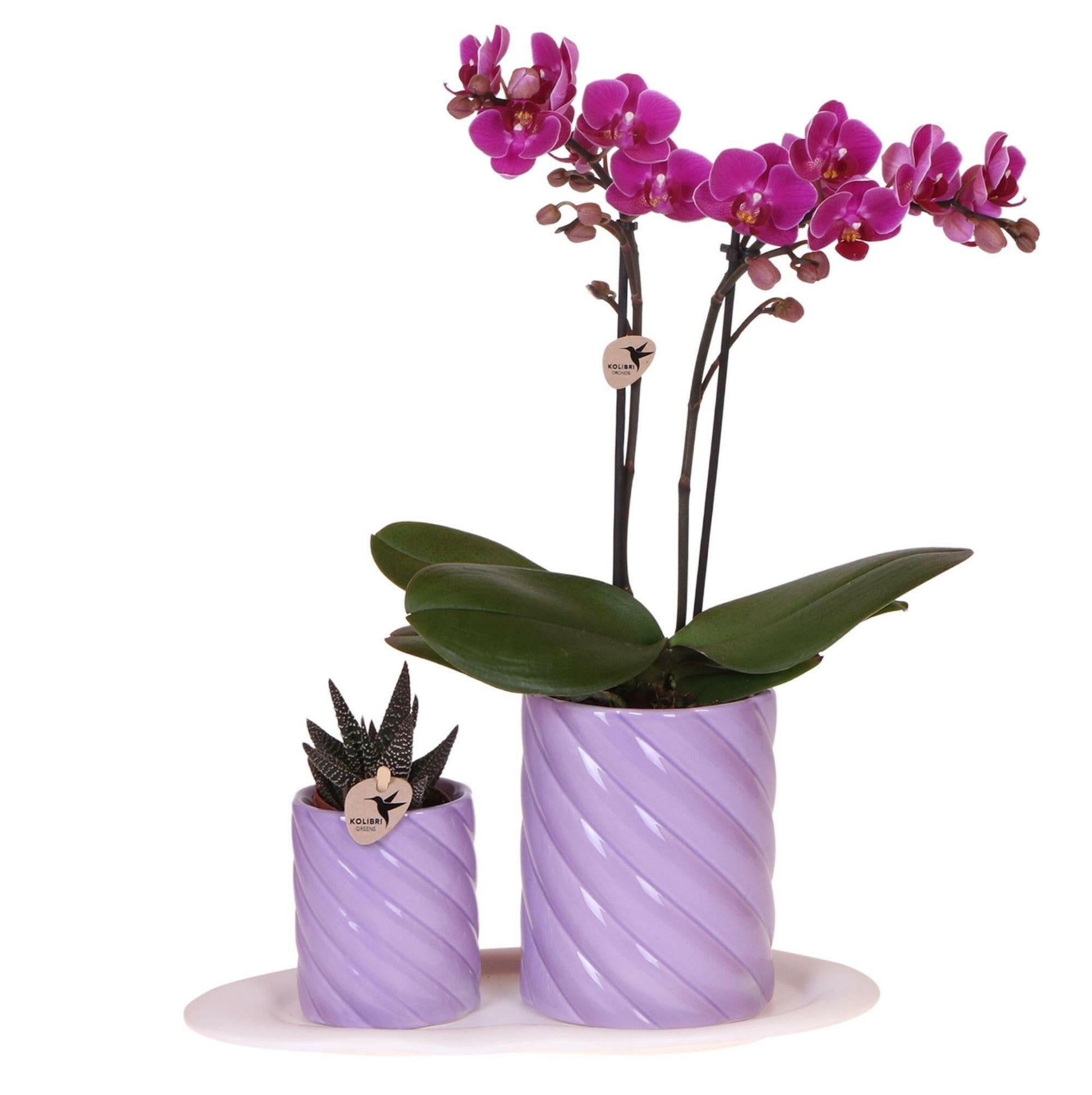 Phalaenopsis Groene plant met oranje orchidee in Candy sierpotten op wit organisch dienblad - ↕35cm - Ø9 - Sierplantenshop