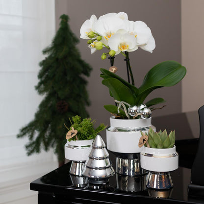 Phalaenopsis Groene plant - Succulent Echeveria Miranda in Le Chic pot zilver - ↕35cm - Ø9 - Sierplantenshop