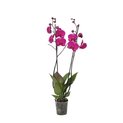 Phalaenopsis Joyride - 3 Takken - ↕60cm - Ø12 - Sierplantenshop
