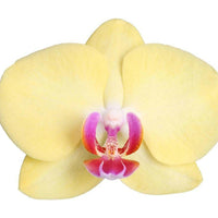 Phalaenopsis Lime Light Orchidee - 3 Takken - ↕60cm - Ø12 - Sierplantenshop