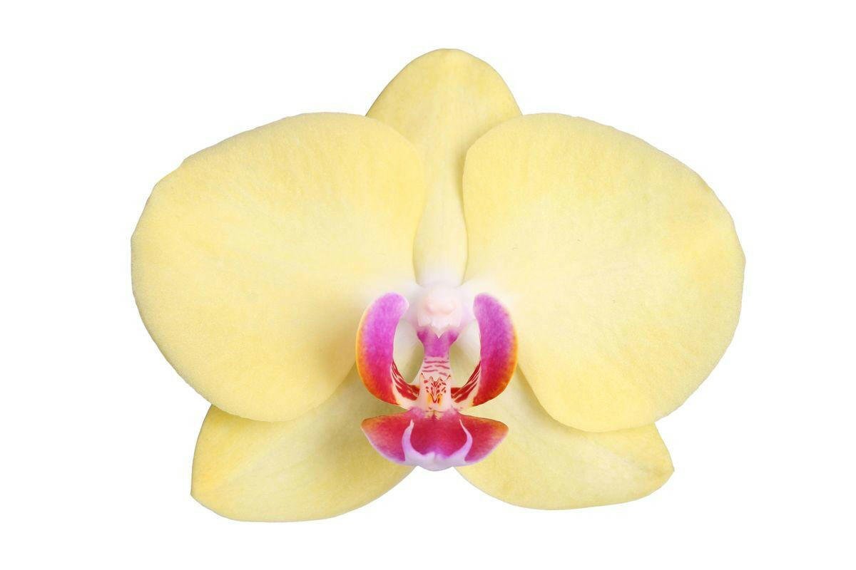 Phalaenopsis Lime Light Orchidee - 3 Takken - ↕60cm - Ø12 - Sierplantenshop