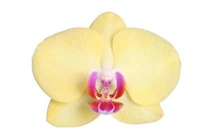 Phalaenopsis Lime Light Orchidee - 3 Takken - ↕60cm - Ø12 - Sierplantenshop