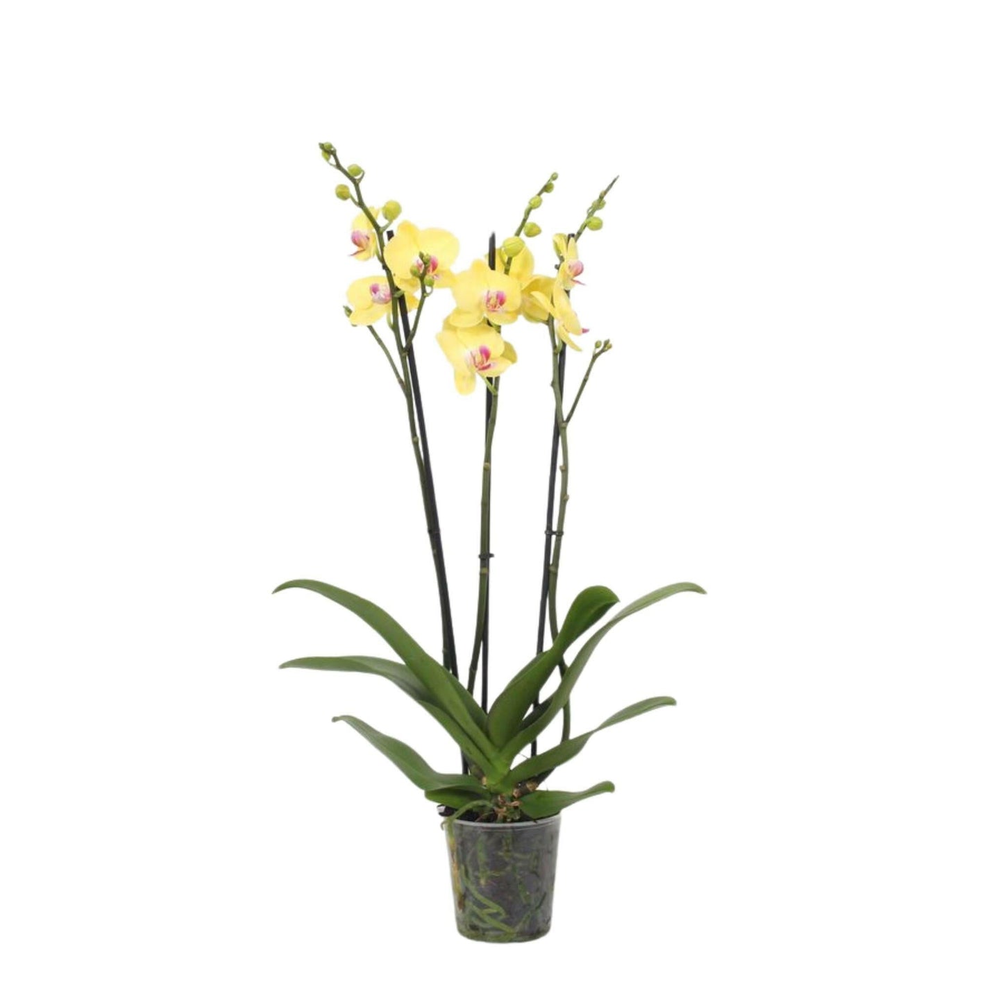 Phalaenopsis Lime Light Orchidee - 3 Takken - ↕60cm - Ø12 - Sierplantenshop