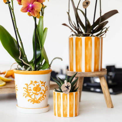 Phalaenopsis Oranje met Geschilderde Streep Pot - ↕35cm - Ø9 - Sierplantenshop