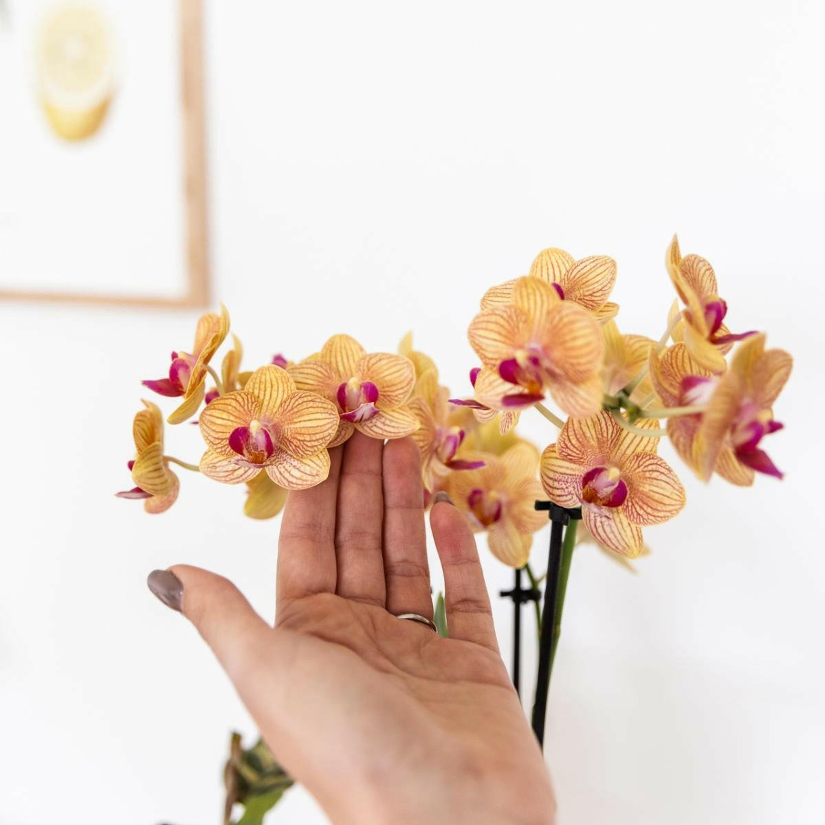 Phalaenopsis Oranje met Geschilderde Streep Pot - ↕35cm - Ø9 - Sierplantenshop