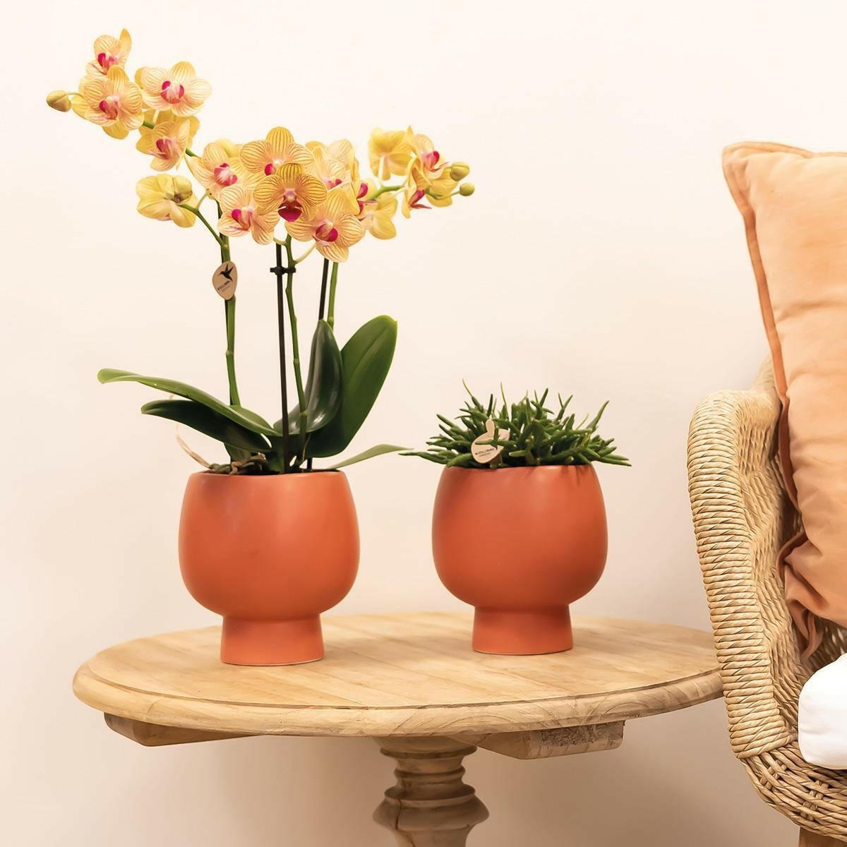 Phalaenopsis Oranje Orchidee - ↕35cm - Ø9 - Sierplantenshop